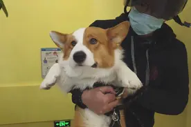 狗狗来医院检查，却殷切地望着主人：救我图片