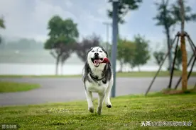 狗目睹主人失恋痛苦，对抛弃主人男子深深记住，5年后为主报仇图片