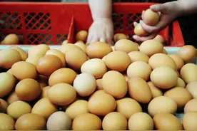 猪肉大跌14%，蛋价一斤亏2毛，牛羊跌跌不止，吃肉要自由？图片