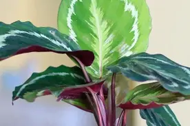 清新亮丽种类繁多的竹芋植物，你能叫得上名字吗？来认识一下吧图片