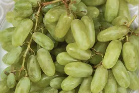 葡萄上市卖不动，收购商放话：8毛一斤，不卖就烂地里吧图片