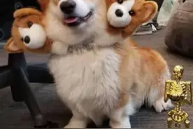 一只因身高没有达标而被流放到人世的地狱三头犬图片