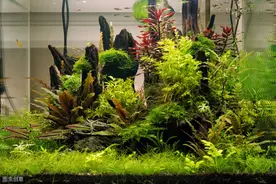 玩草缸不知从何入手？其实不难，5步打造漂亮的水草缸图片