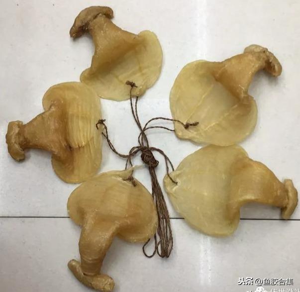 蜘蛛肚花胶 2026年蜘蛛花胶价格,做法,功效及图片大全