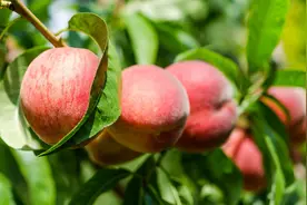 果实膨果上色，用什么冲施肥好？老韩多年果树，肥料研究分享图片