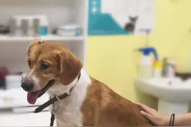 铲屎官带串串柯基来看病，狗狗超级乖地配合医生图片