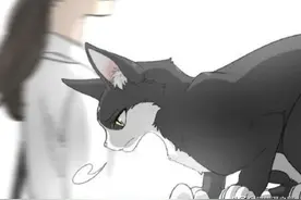 布偶猫续｜被人类伤害的流浪猫（五）图片