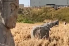 河南巩义的北宋皇陵占地面积巨大，大量石像散落农田间，为保护石像，村民收割小麦时镰刀收割机齐上阵图片