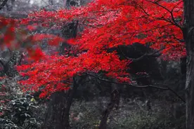 停车坐爱枫林晚的“坐”为什么会解释为“因为”？图片