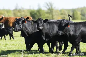 牛养殖技术，疾病防治方法详解，养殖户多看看图片