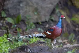 云南无量山发现哑巴鸡带娃觅食，撞见人敢跳起来对峙，让雏鸡先逃图片