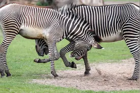 德国动物园斑马嬉戏打闹，躺地露肚太能折腾了图片