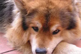 狗狗寄养2个月后只剩一堆毛，主人的“不好意思”才是催命符图片