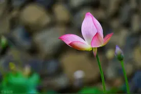 惜缘，随缘，不负遇见图片