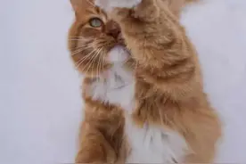 在冰天雪地里潇洒的猫咪，活出了不一样的猫生图片