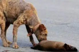 流浪狗妈妈狂追货车数百米，愤怒 悲伤，忍不住落泪图片