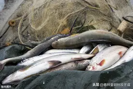 鱼塘捕鱼讲究多，夏季捕捞有技巧：水产养殖夏季鱼塘捕鱼建议图片