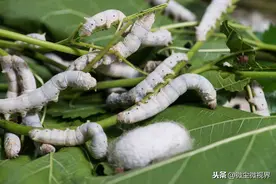养蚕出现伏沙蚕，可使蚕病出现的概率增加20%，8个预防措施需掌握图片