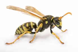 马蜂窝泡酒喝，能治疗类风湿吗？医学专家为您详解图片