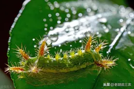 被洋辣子“蜇”后怎样能减轻痛苦？如何消灭洋辣子？老农有办法图片