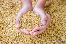 明年将是灾难性的，粮食饥荒可能出现，联合国大会的发言如何理解图片