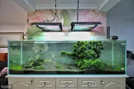 养鱼小窍门，鱼缸生活过滤很重要图片