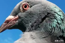 历尽艰辛的鸽子从青海格尔木飞回了山东图片