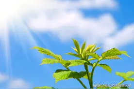 生命是一树花开——散文朗诵图片