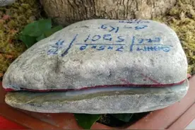 切垮的原石5000买下，结果惊呆了，不仅回本还大赚一笔图片