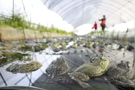 牛蛙上市，价格狂跌，塘口还有2万斤积压，消费者：不敢吃了图片