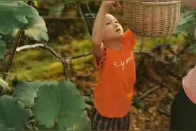 深圳坪山20万平米超级亲子果园！即采即吃！你能摘到的全都给你图片