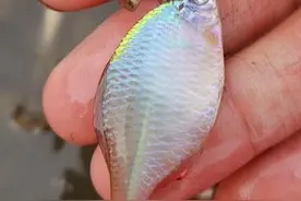 「河湾中的观赏鱼」野生高体鳑鲏鱼有多聪明？图片