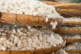 养蚕如何提高蚕茧洁白度？做好8个养殖要点可解决该问题图片