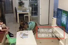 萌宠萌娃合伙“犯案”，被监控抓个正着，家长：智商这块你俩赢了图片