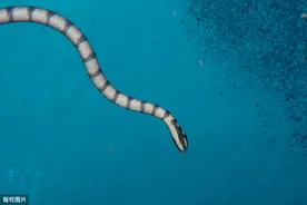 海蛇，传说与真实的交错图片