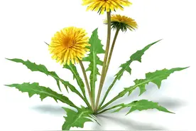 蒲公英功效与作用，泡水搭配怎样效果更好，禁忌人群图片