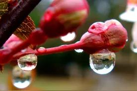 农村俗语“立春晴，一春晴，立春雨，一春雨”啥意思？有道理吗？图片