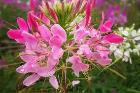 蝶醉花既是净化空气的花卉又是优良蜜源植物图片