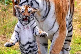 虎宝宝调皮不听话，称职虎妈叼起幼崽，放至安全地带画面暖心图片