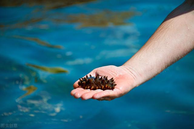 海参的营养价值 2026年海参的营养价值和功效 适合人群＂,＂no_ai_sug＂