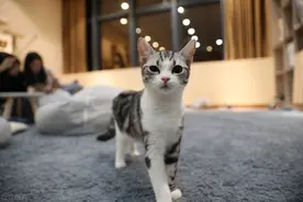 一个迷思｜为什么独居的人，都想有猫？图片