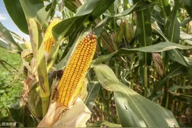 玉米粘虫发生规律及防治措施，确保玉米产量，减少经济损失图片