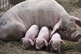 养猪小妙招：石灰竟然也可以用来可以治猪病？有母猪的一定要来看图片