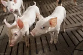 初生仔猪软绵昏睡死亡快，什么病？怎样预防和治疗呢？图片