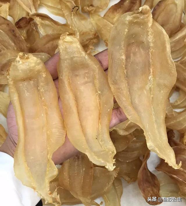 蜘蛛肚花胶 2026年蜘蛛花胶价格,做法,功效及图片大全