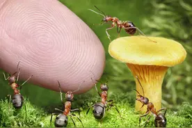 趣问：现地球物种不变，人类若只蚂蚁大小，能否发展出现有科技？图片