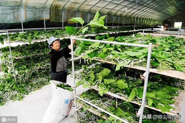 小蚕饲养阶段如何做好眠起处理？控制好这8个环节可使蚕长势良好