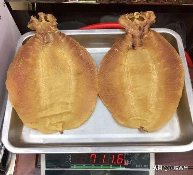 蜘蛛肚花胶 2026年蜘蛛花胶价格,做法,功效及图片大全
