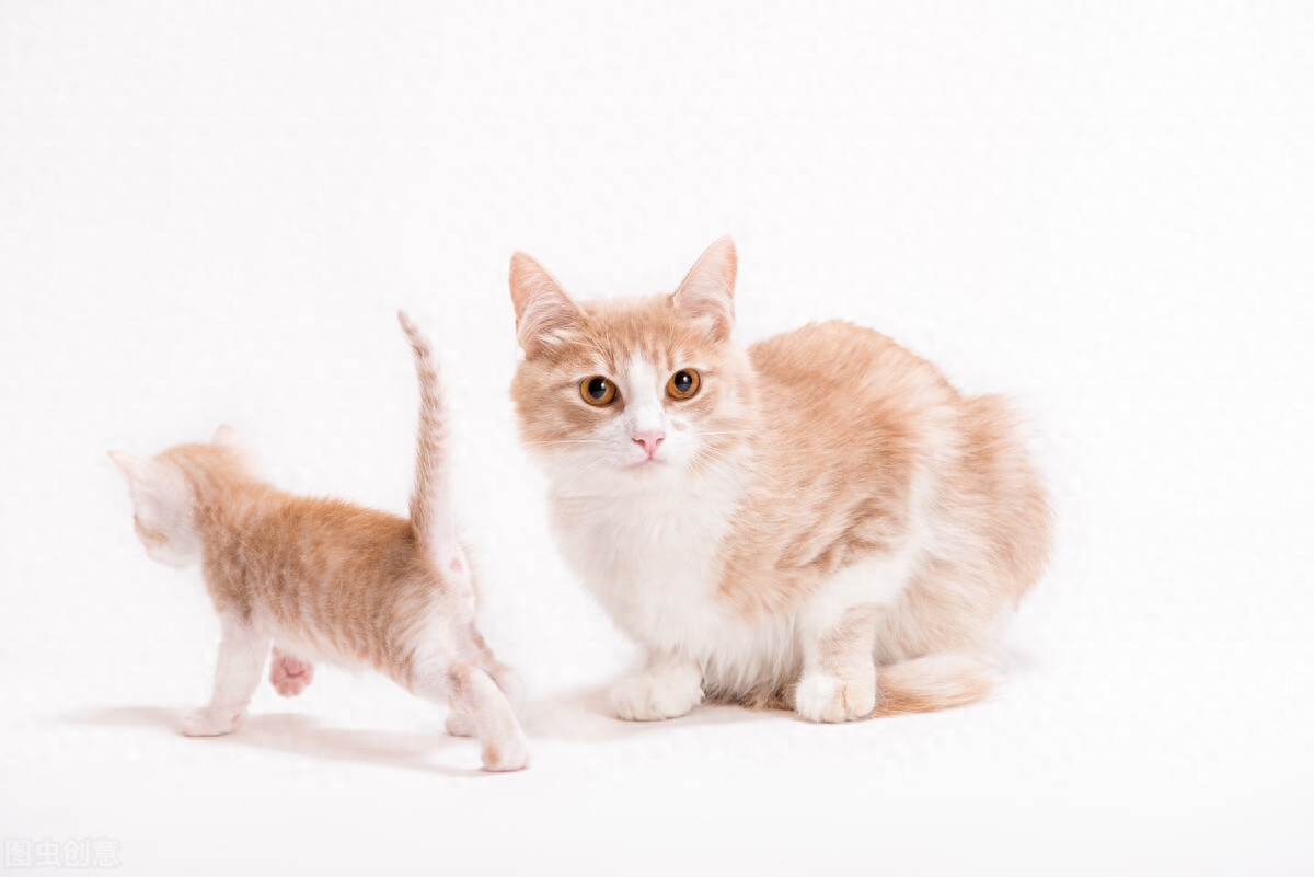 猫咪不停地摆动尾巴是在表达什么意思,是生气了,还是要进攻