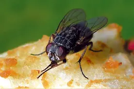 苍蝇为什么深受科学家喜爱？因为它对人类的贡献比你大图片